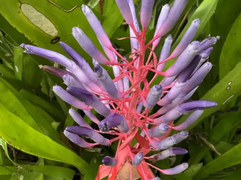 Portea