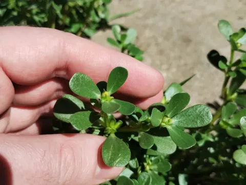 Common purslane