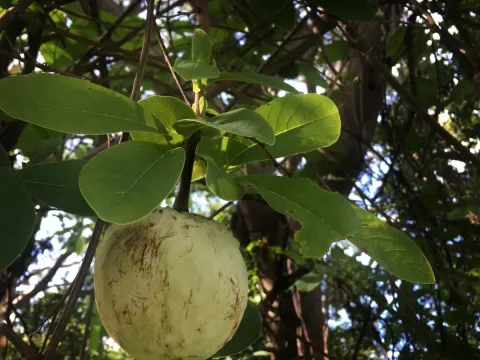 Аннона макропрофиллата