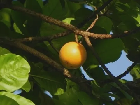 Канистель
