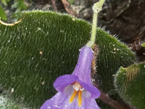 Primulina