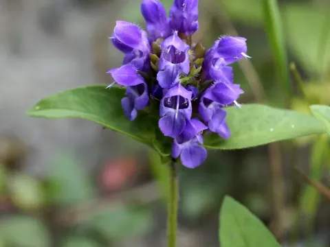 Self-heal