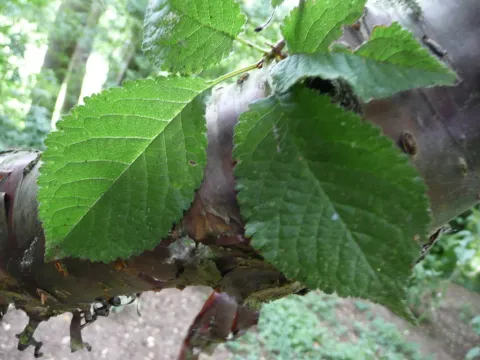 Prunus canescens