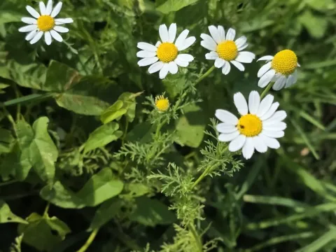 Anthemis
