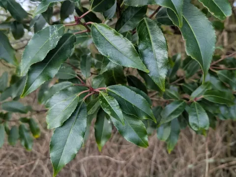 Portuguese laurel