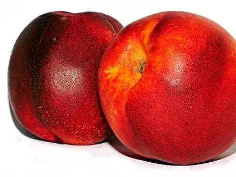 Nectarine