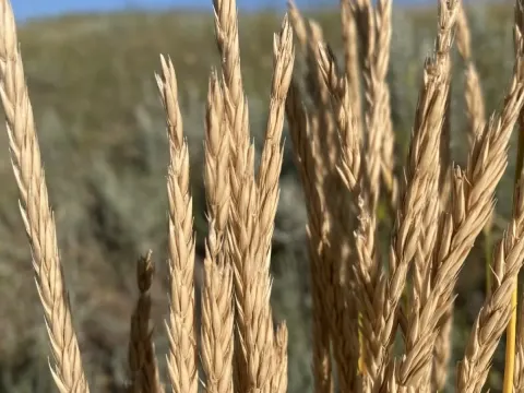 Psathyrostachys