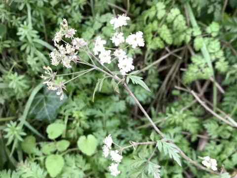Chervil