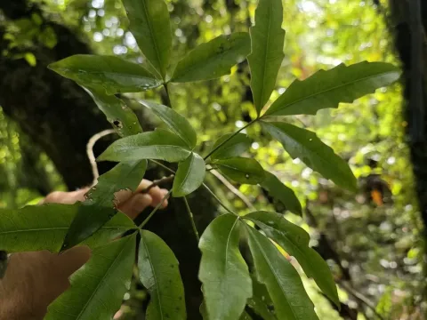 Раукауа Еджерлі