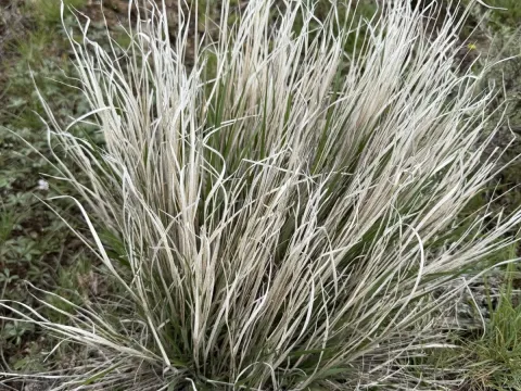 Pseudoroegneria