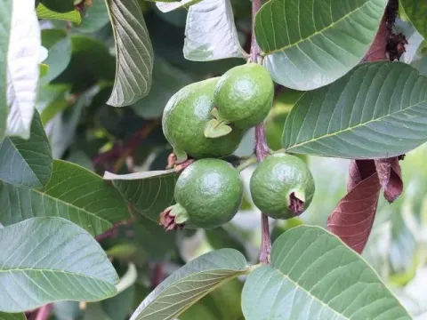 Guava