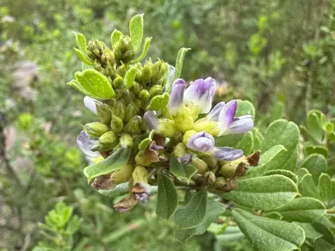 Psoralea