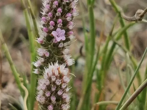 Psylliostachys
