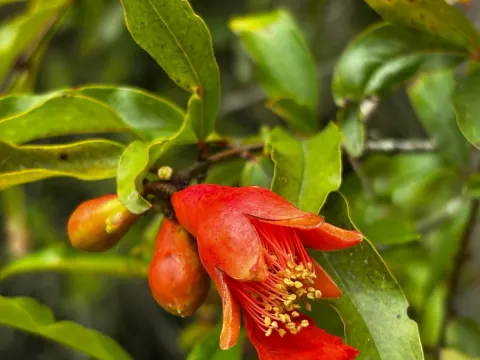 Pomegranate