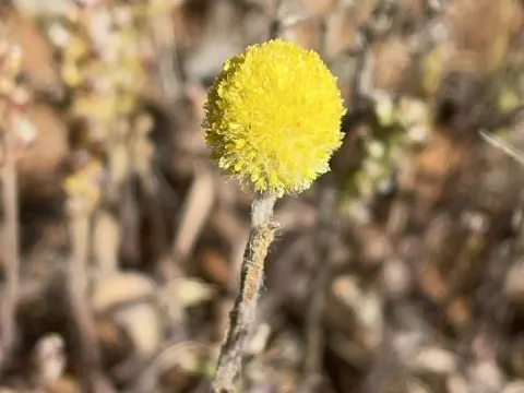 Pycnosorus