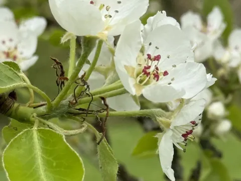 Common pear