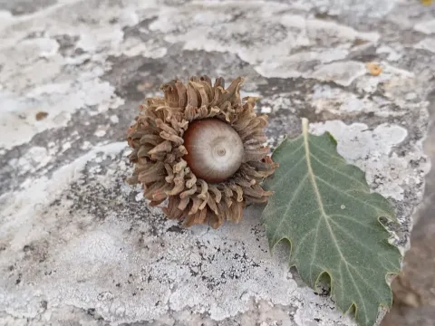 Pyrami Oak