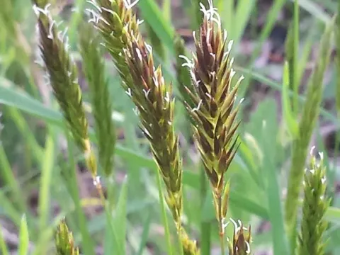 Sweet vernal grass