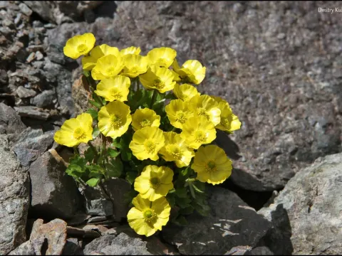 Buttercup