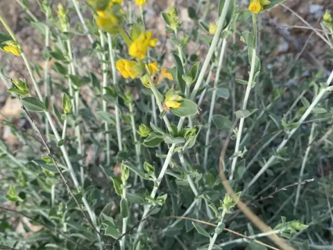 Hymenocarpos