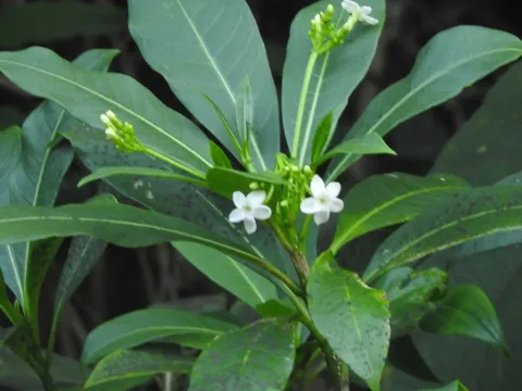 Rauvolfia