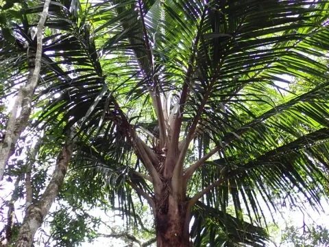Ravenea
