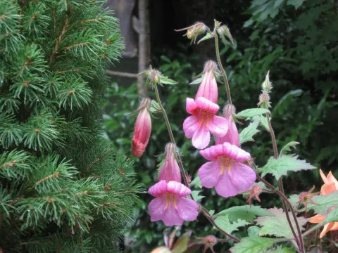 Rehmannia
