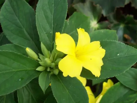 Reinwardtia