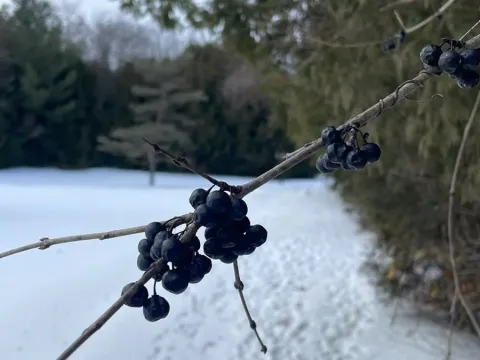 Жостер слабительный