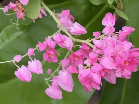 Antigonon