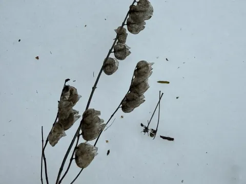 Yellow rattle