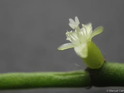 Rhipsalis