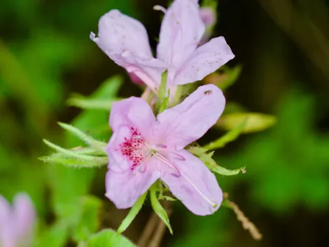 Rhododendron linearifolium