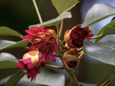 Rhodoleia