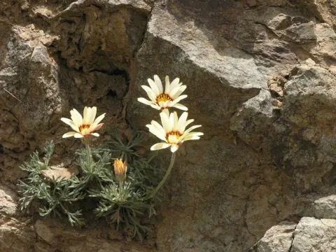 Rhodanthemum