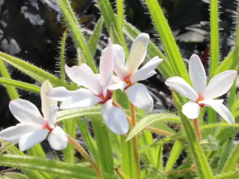 Rhodoxis hybrid