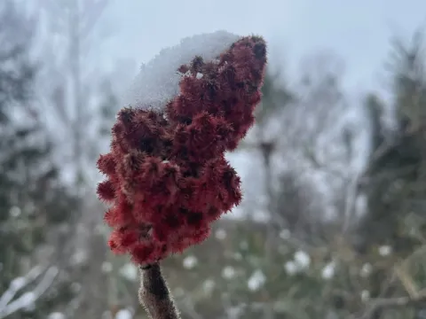 Сумах