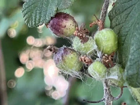 Currant