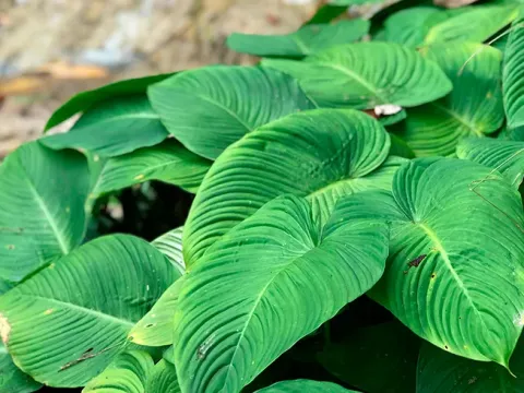 Anubias