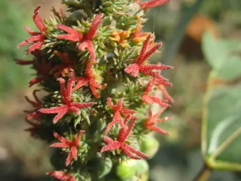 Castor bean
