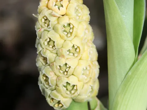 Rohdea