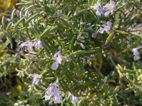 Rosemary