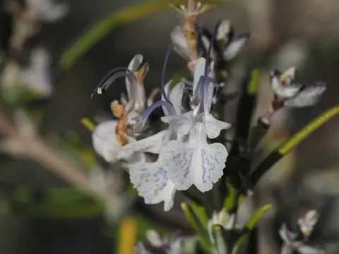 Rosemary