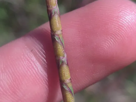 Rottboellia