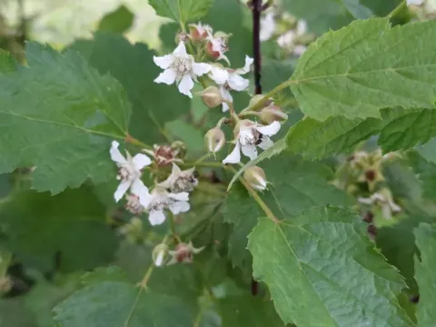 Wright's bramble