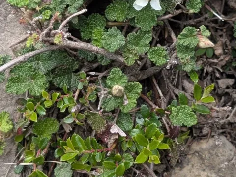 Rubus rolfei