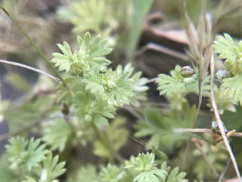 Western lady's mantle