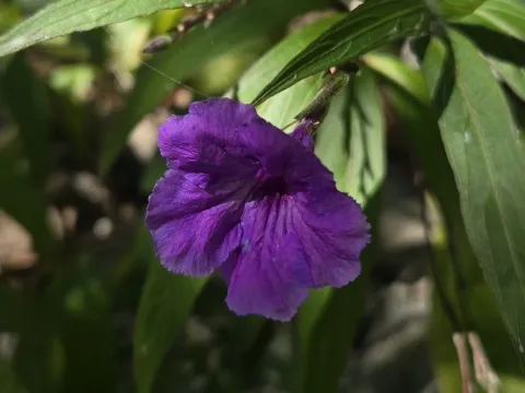Ruellia