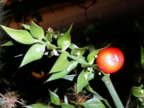 Ruscus
