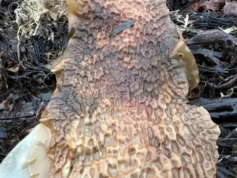 Комбу